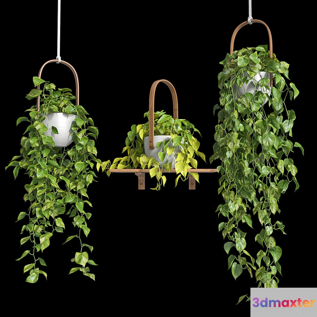 Hanging plants - Scindapsus 3D Max