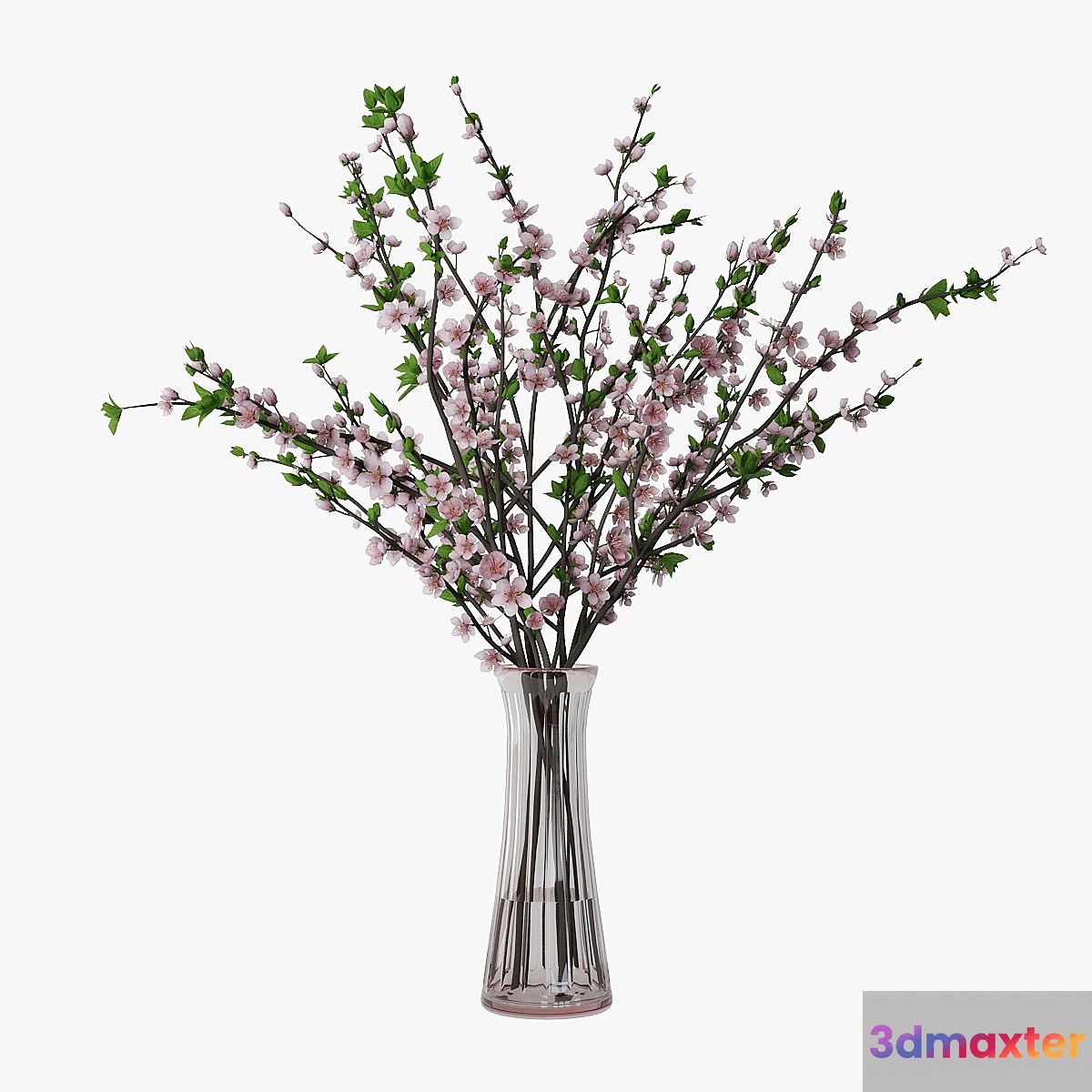 Plum blossom 02 3D Max
