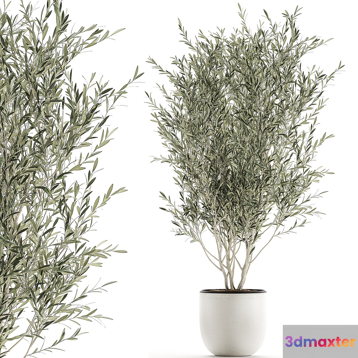 A beautiful little decorative olive tree in a white pot with handles. Set 645.