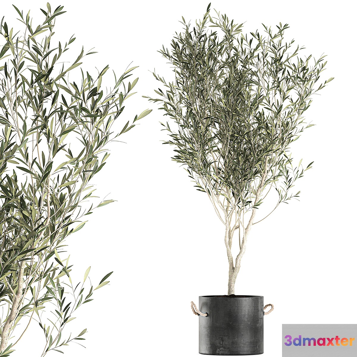 A beautiful little decorative olive tree in a black pot with handles. Set 647. 3D Max