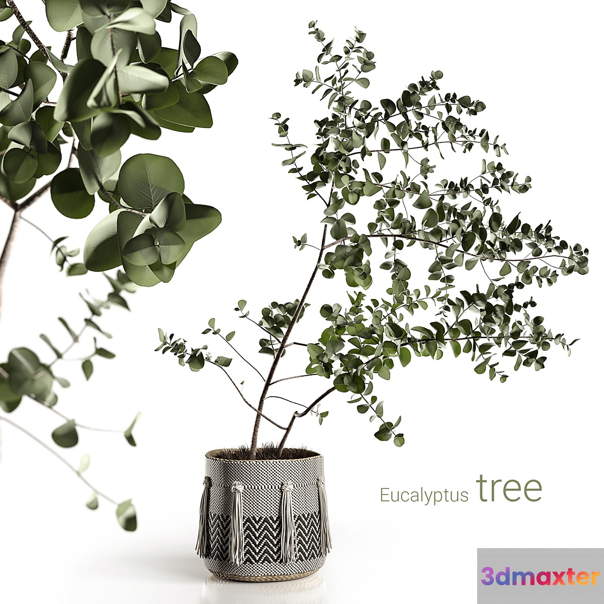Eucalyptus tree