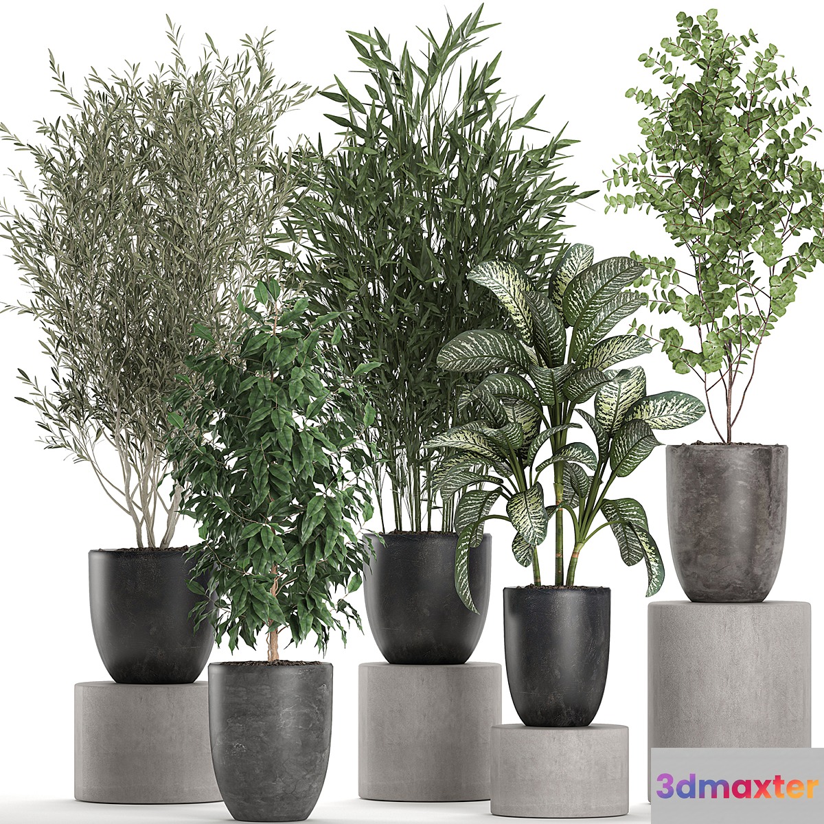 Collection of plants of indoor small trees in black pots with Olive bamboo Dieffenbachia ficus. Set 650. - No.2