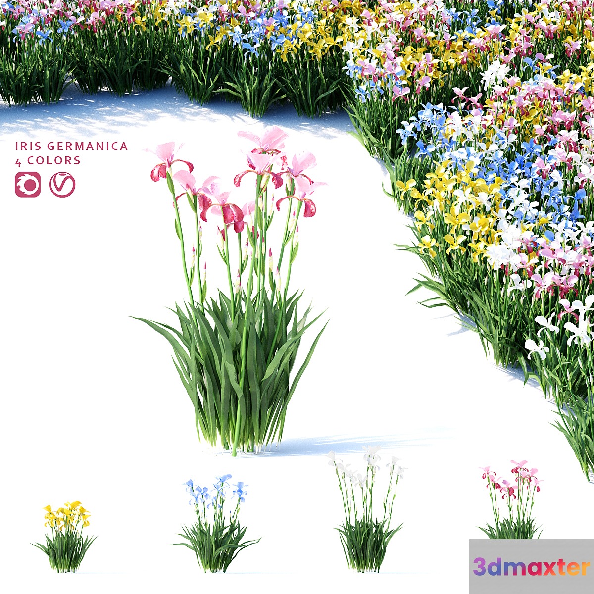 Bearded iris flowers | Iris germanica 4 colors - No.3