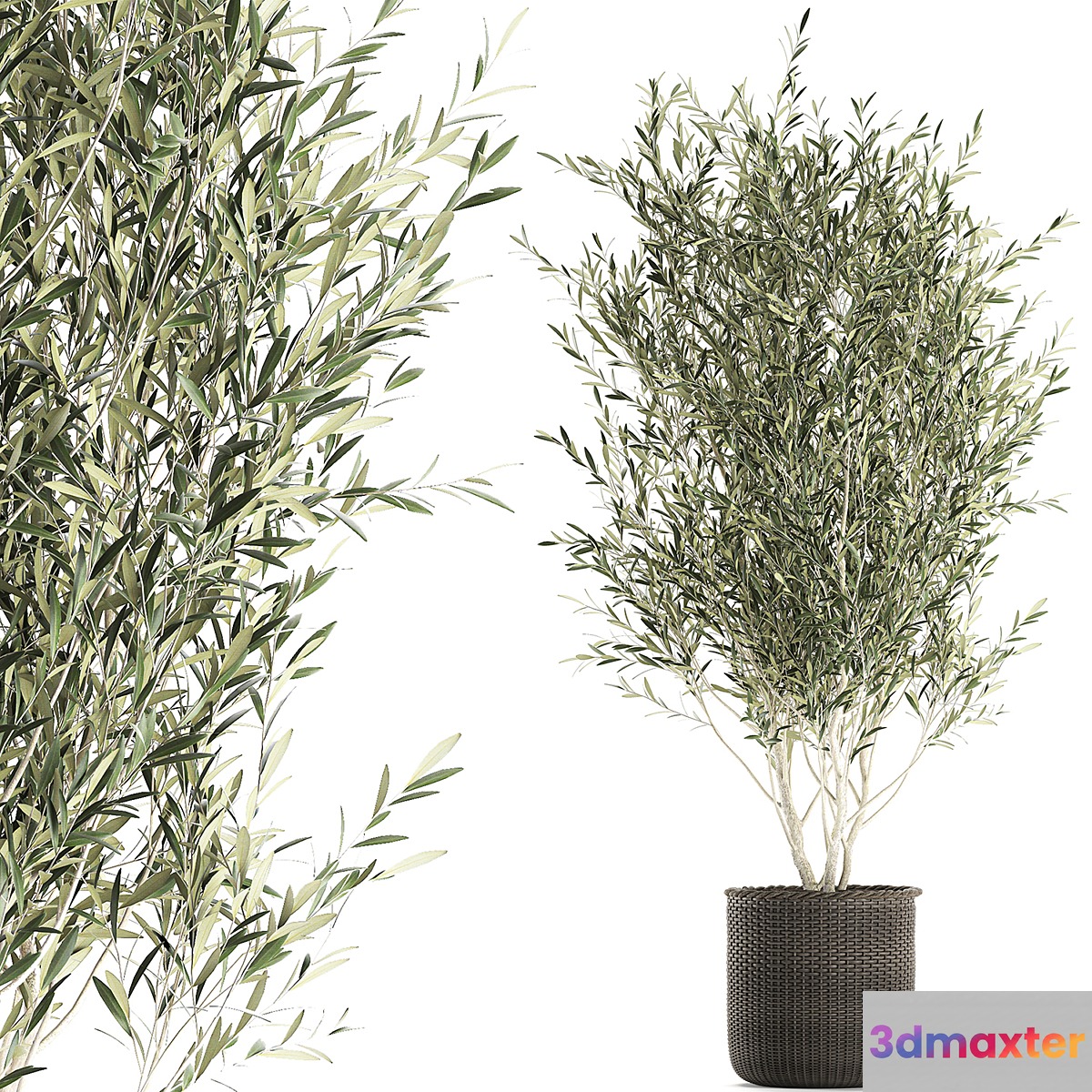 A beautiful little decorative olive tree in a wicker basket. Set 651.