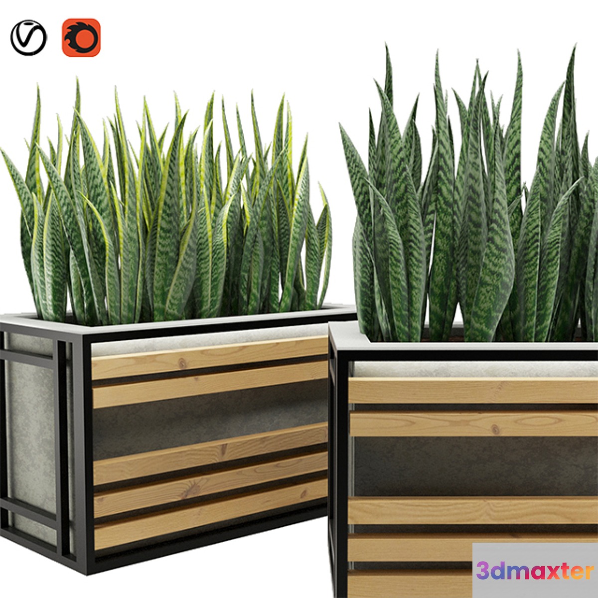 Sansevieria 3D Max