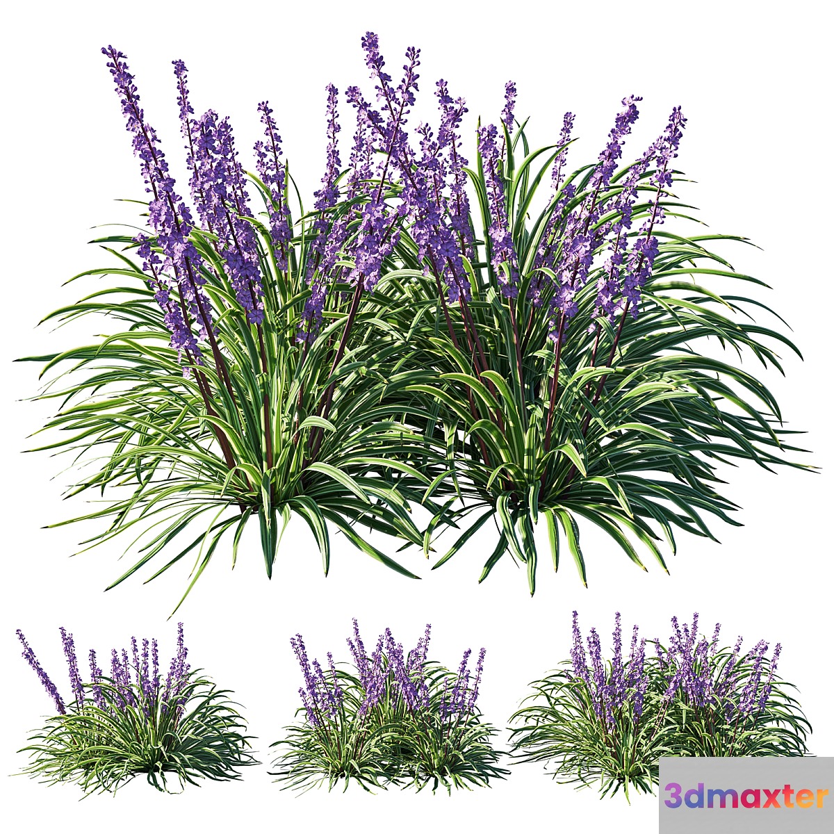 Liriope 02 3D Max