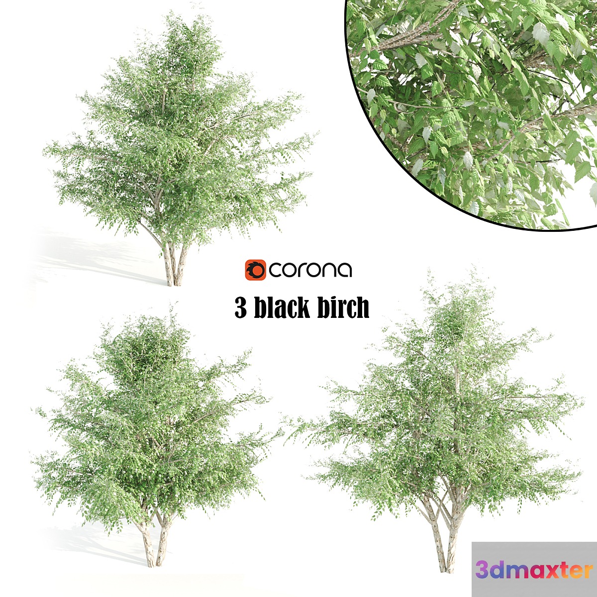 3 black birch 3D Max