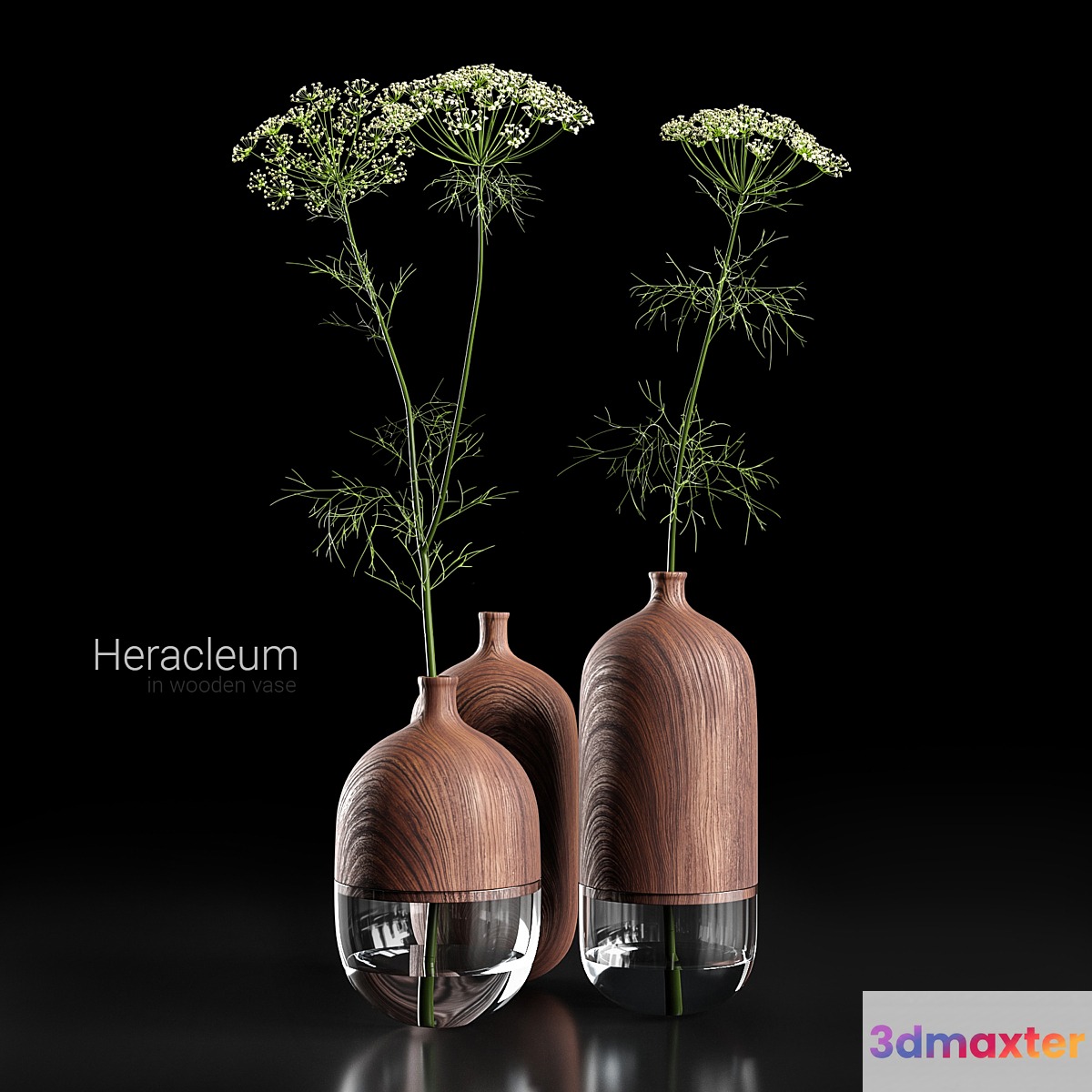 Heracleum in wooden vase