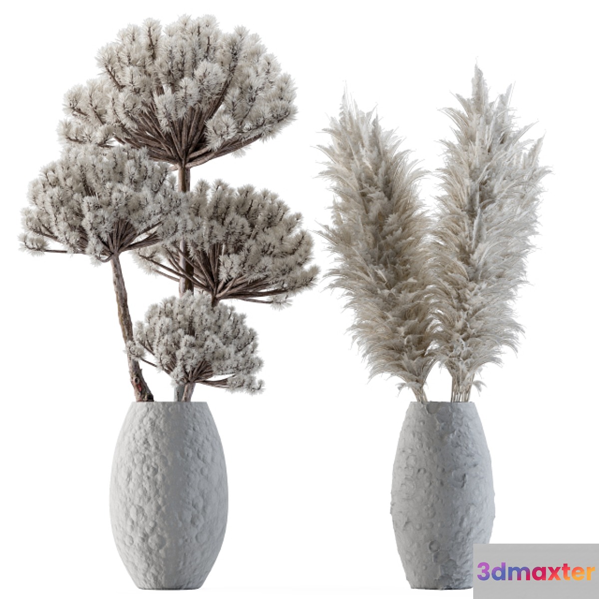 Dry plants 22 - Big Pampas asteroid Pot
