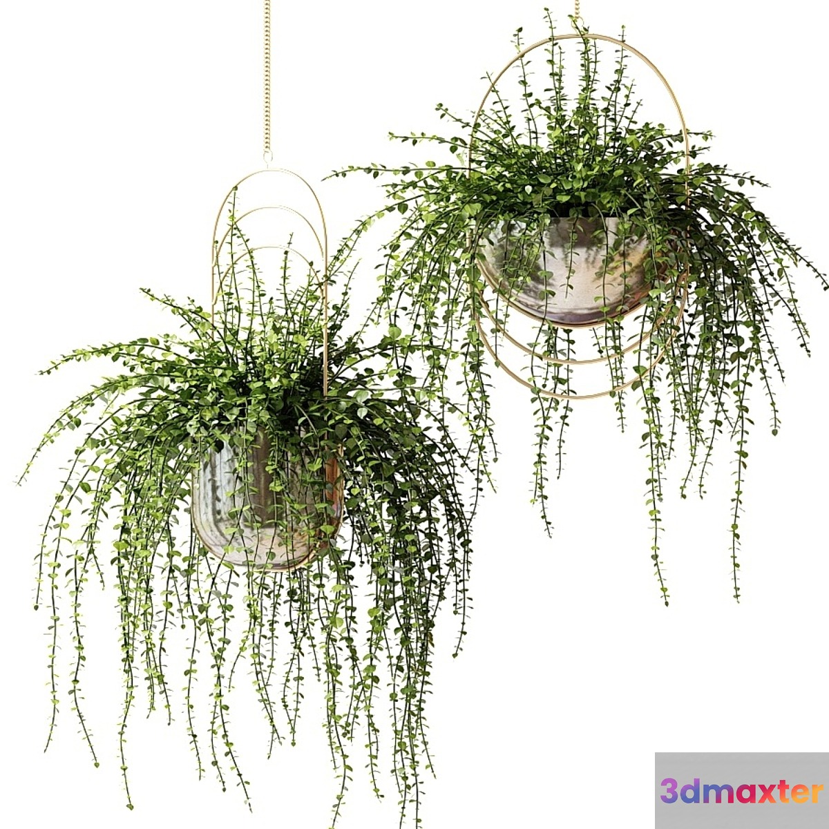 Ampel plants in shiny designer pots - No.3