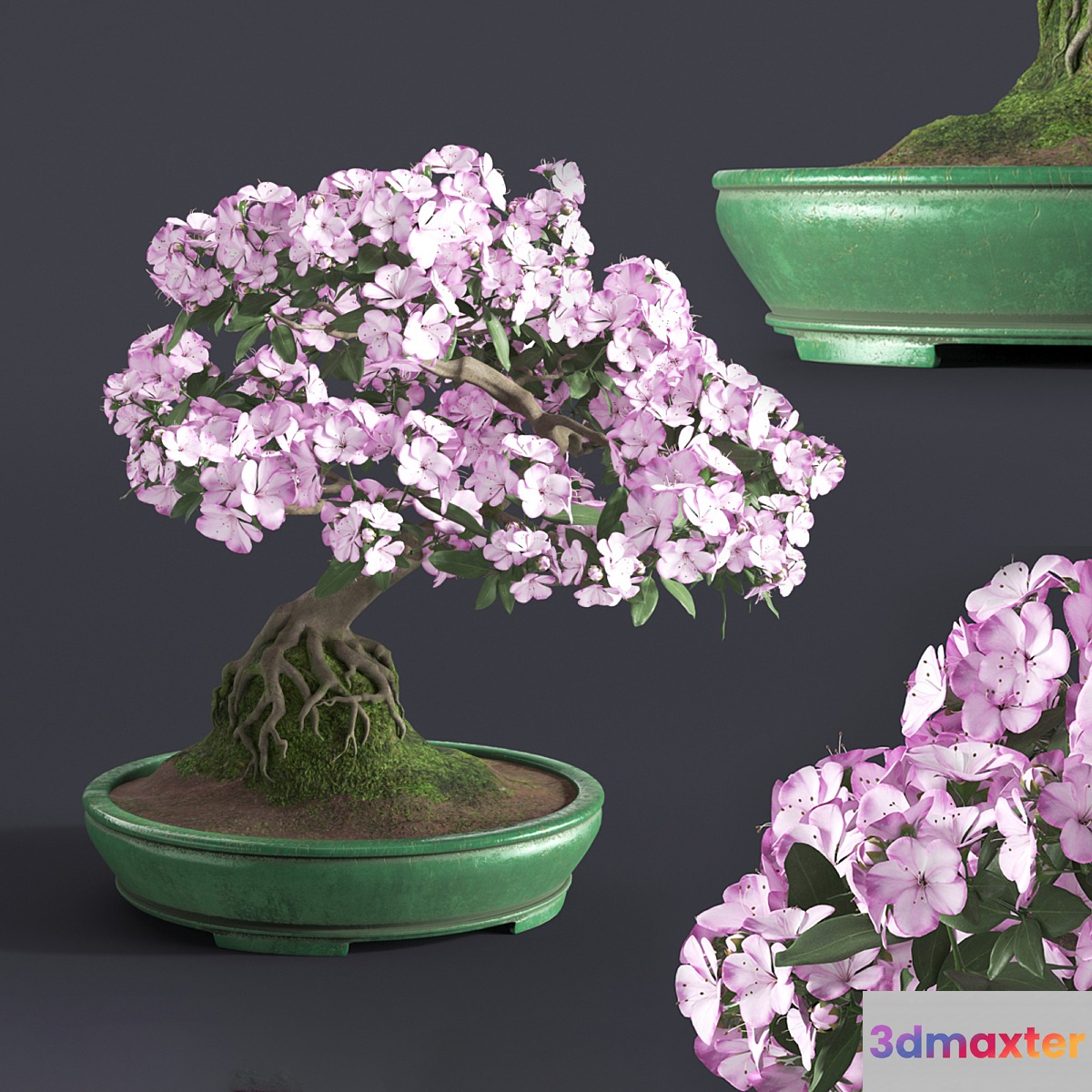 Japanese azalea bonsai