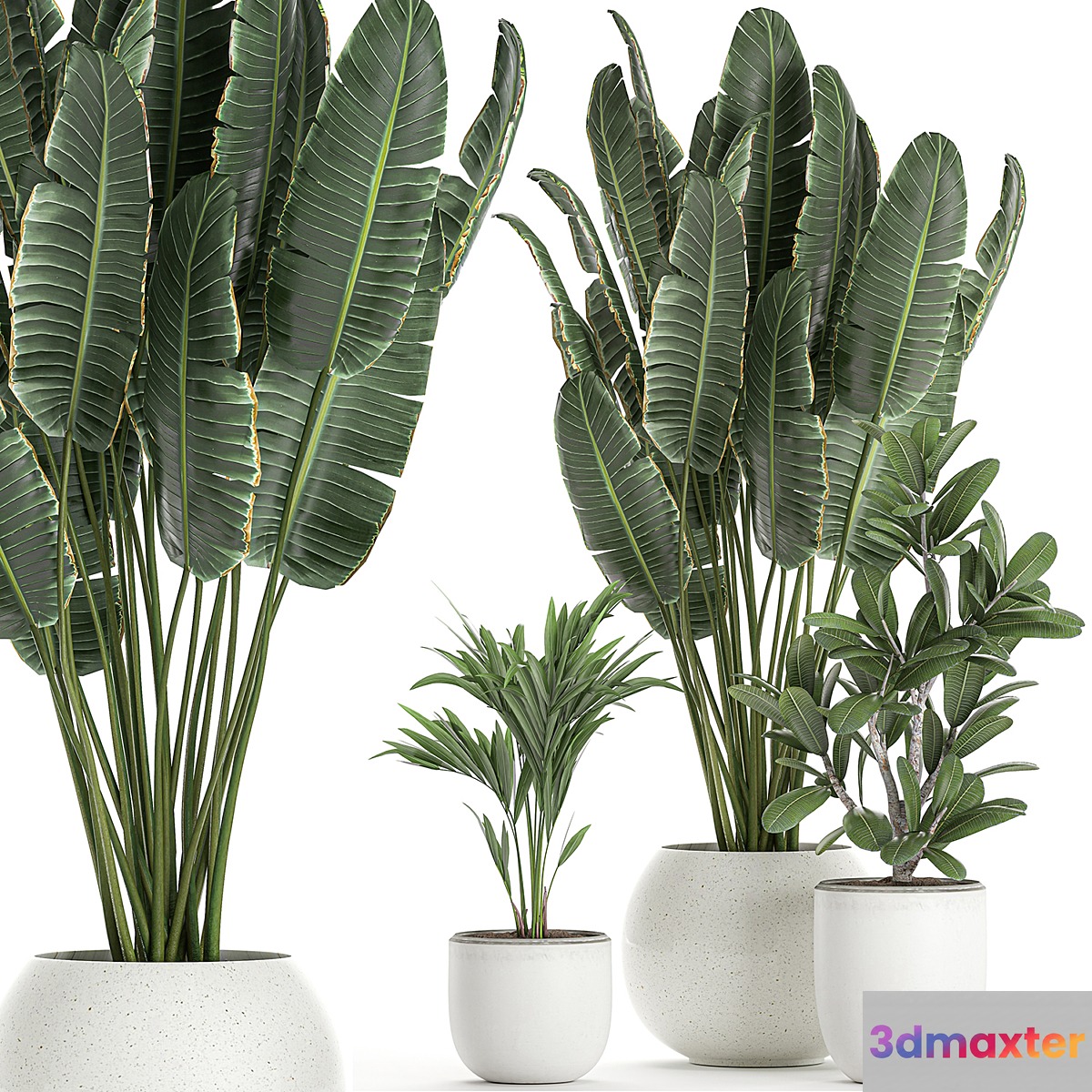 Collection of small beautiful plants in white pots with Banana palm strelitzia. Set 660. 3D Max