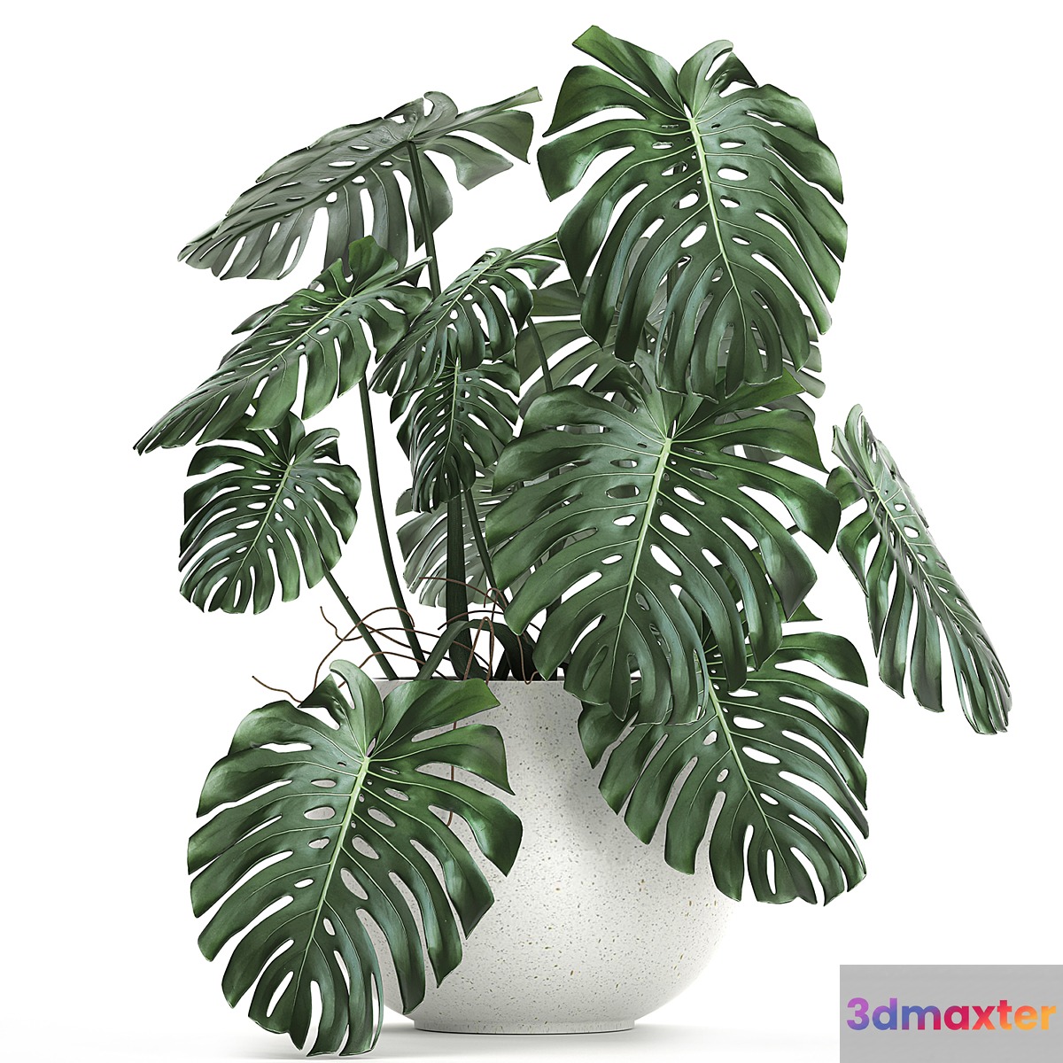A beautiful little exotic flower in a white round pot with a Monstera bush. Set 661. 3D Max