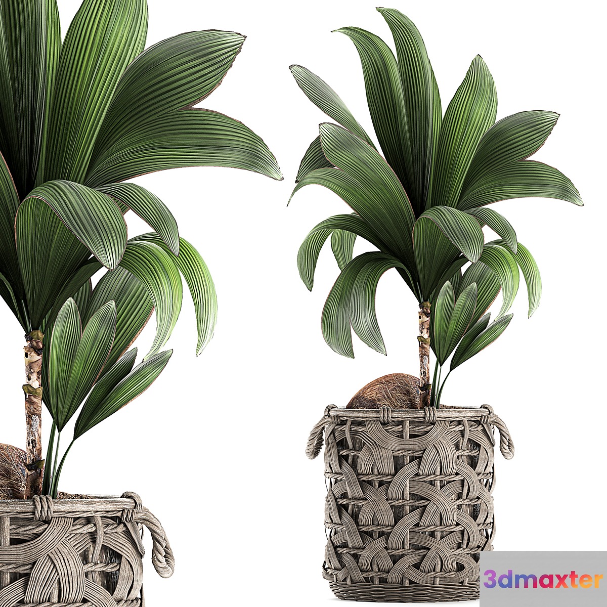 A beautiful small lush decorative coconut palm in a wicker basket Cocos nucifera. Set 663. 3D Max
