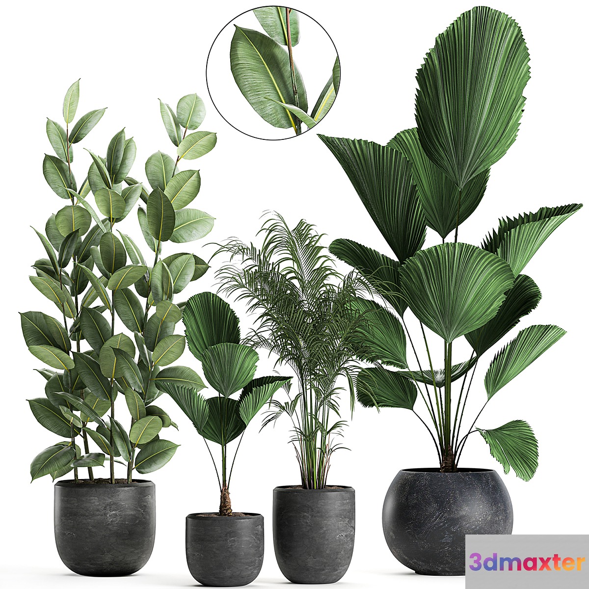 Collection of small beautiful plants in black pots with Licuala palm ficus. Set 664.