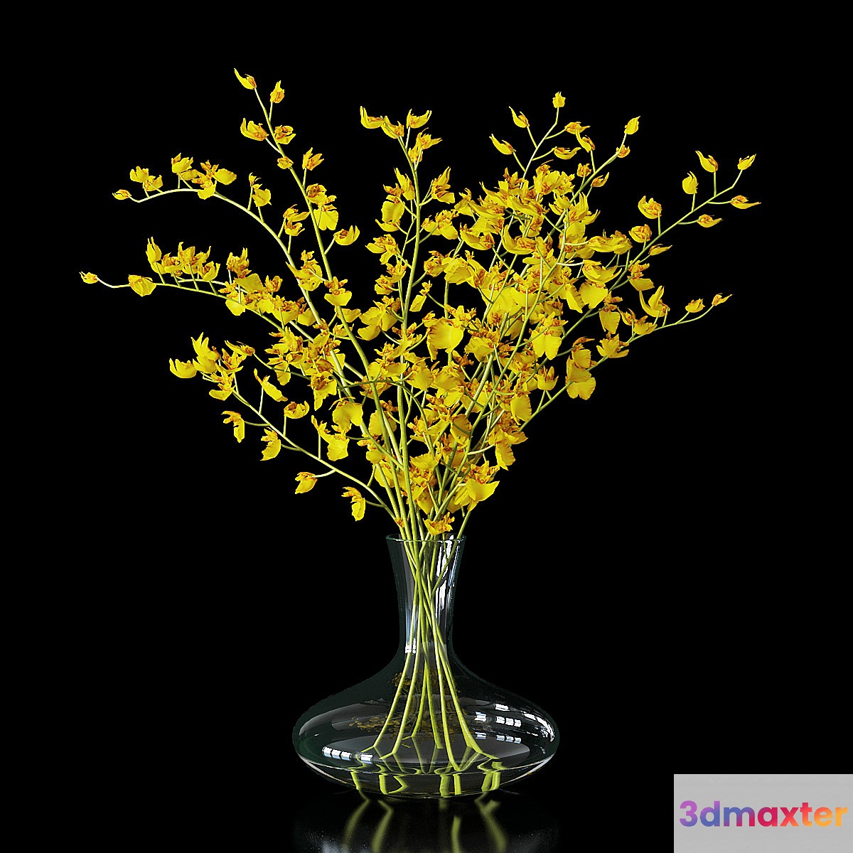 Orchid oncidium