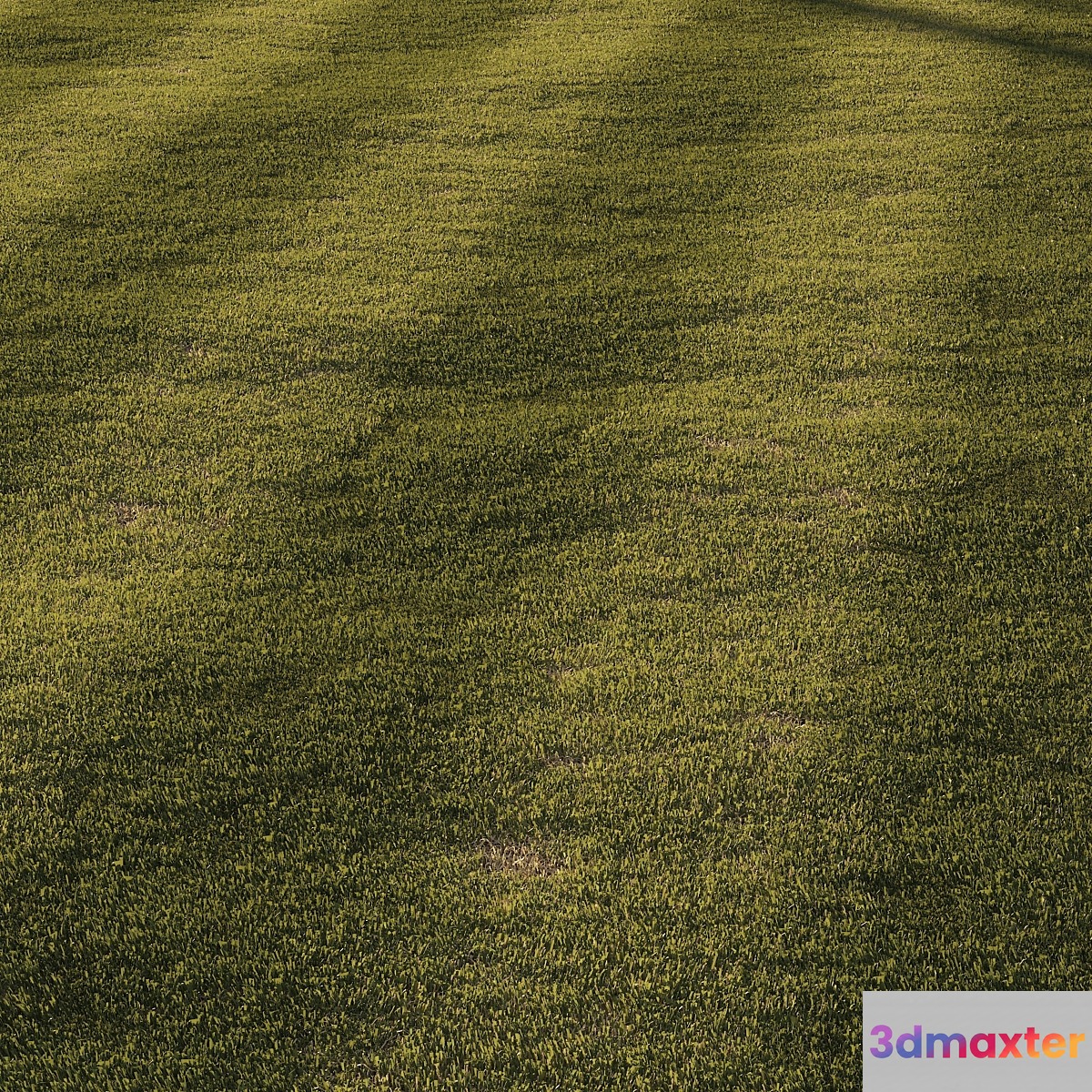 Grass | mowed lawn 3D Max