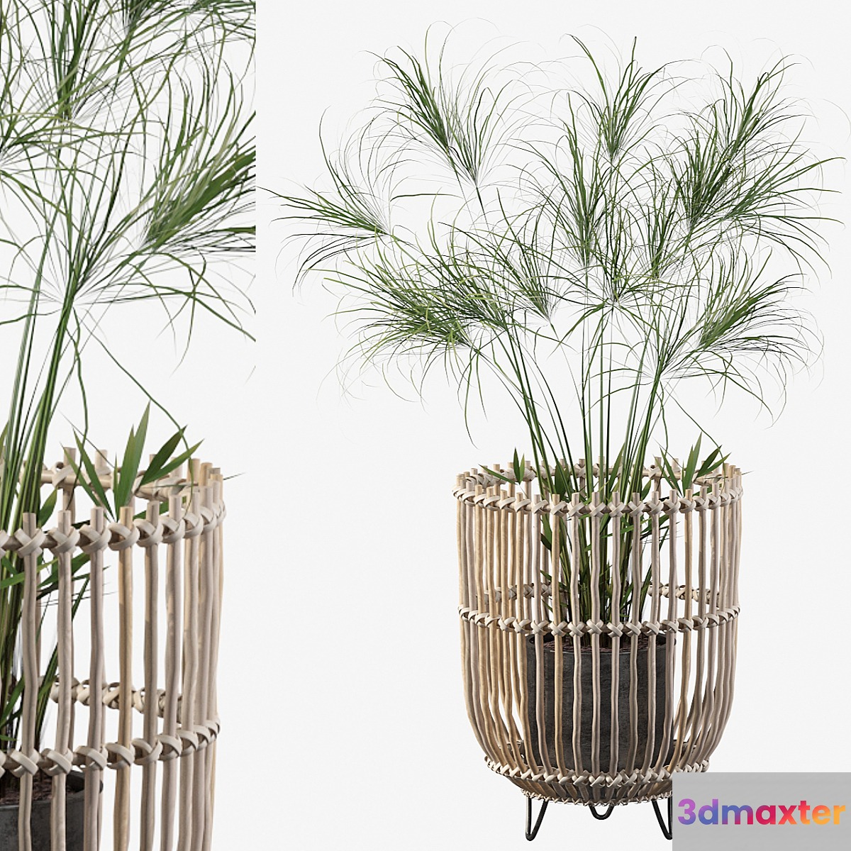 Plants collection 050 - Cyperus Nofretete 03