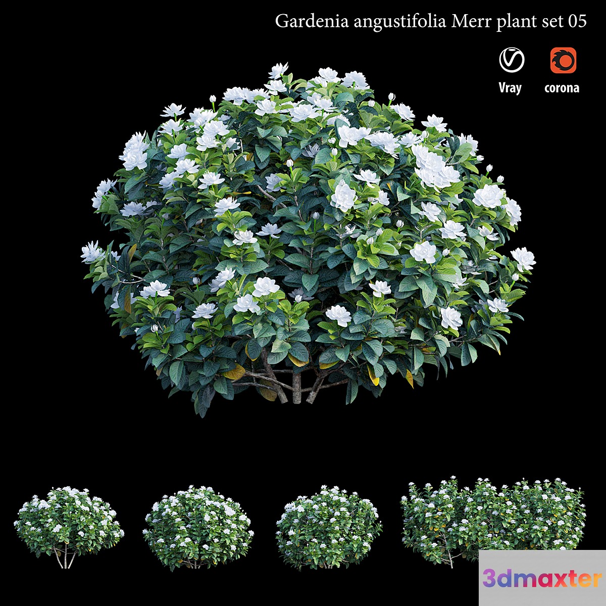 Gardenia angustifolia Merr plant set 05 3D Max