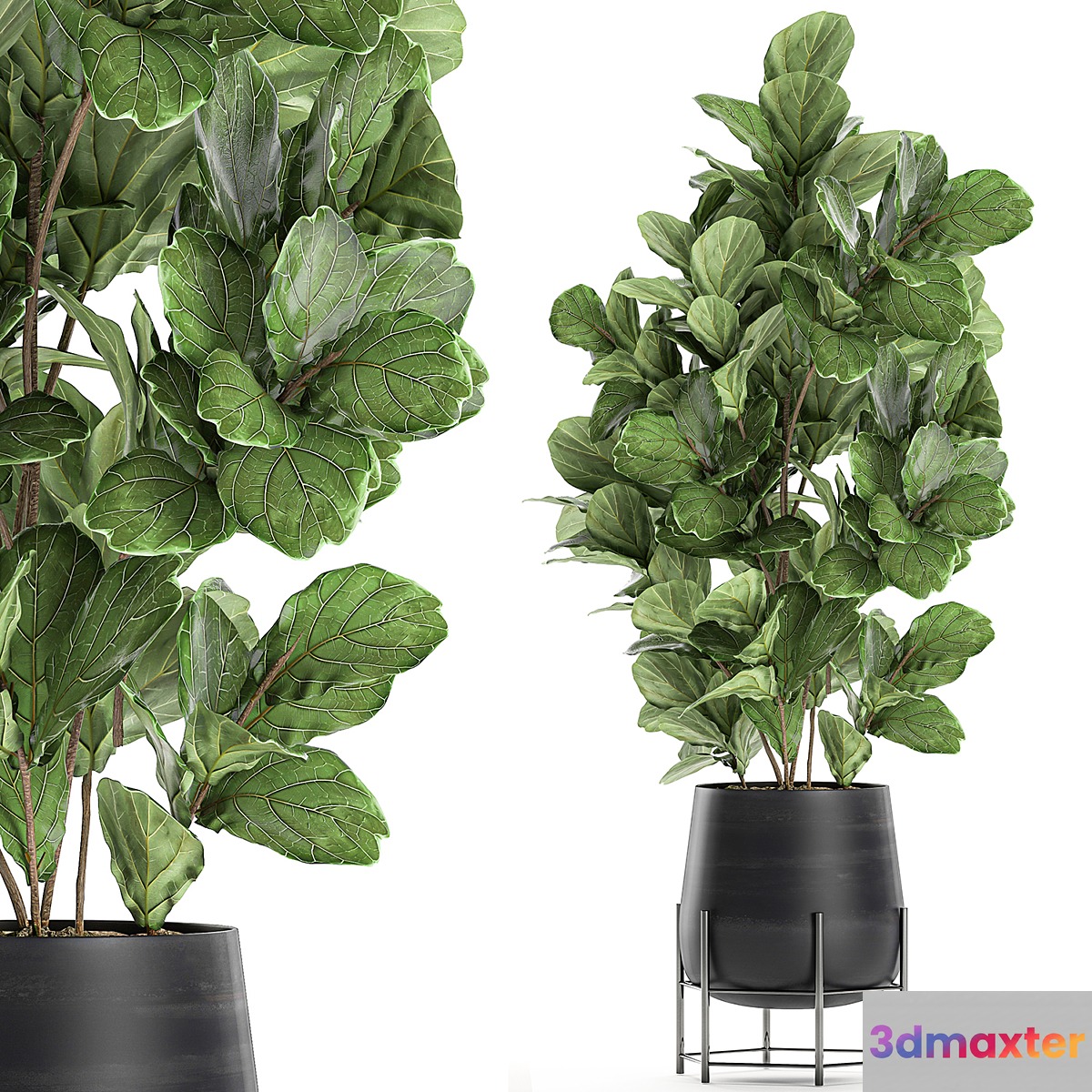 Beautiful lush ficus Ficus lyrata for a corner in a black pot on legs Set 667. 3D Max