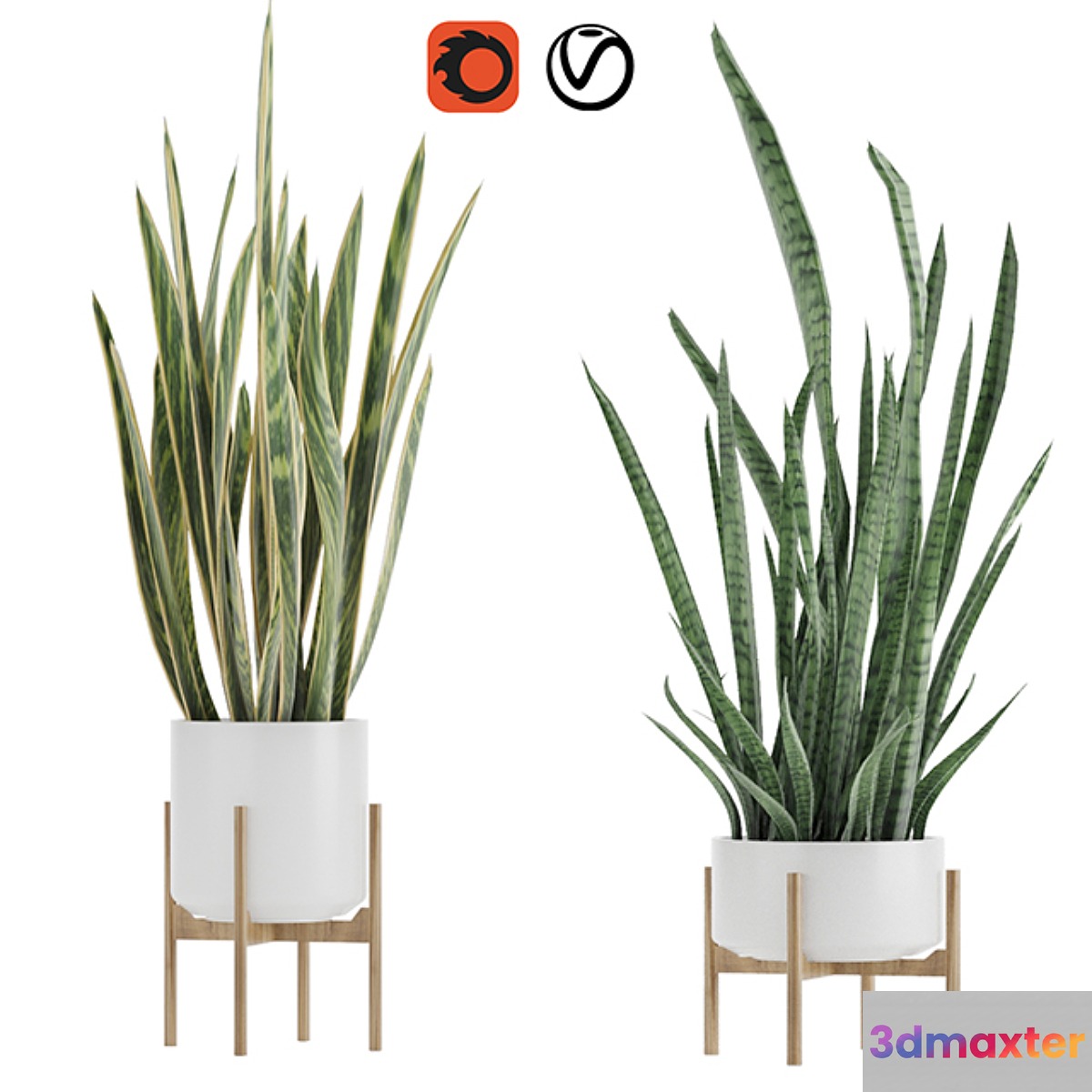 Sansevieria 2 3D Max