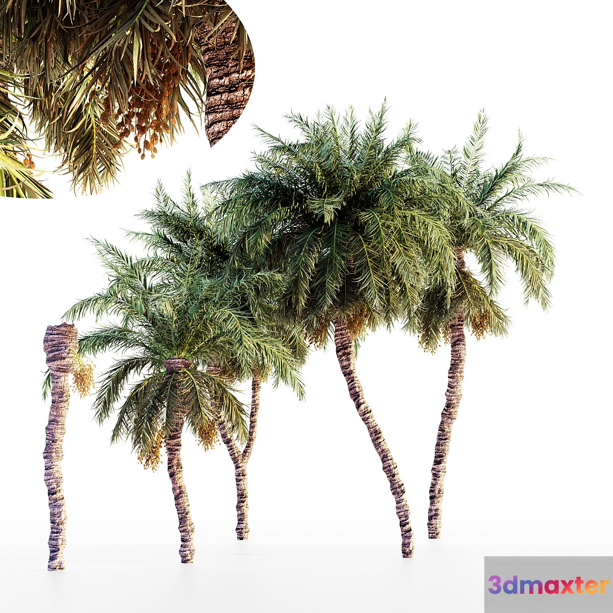 Date palm collection