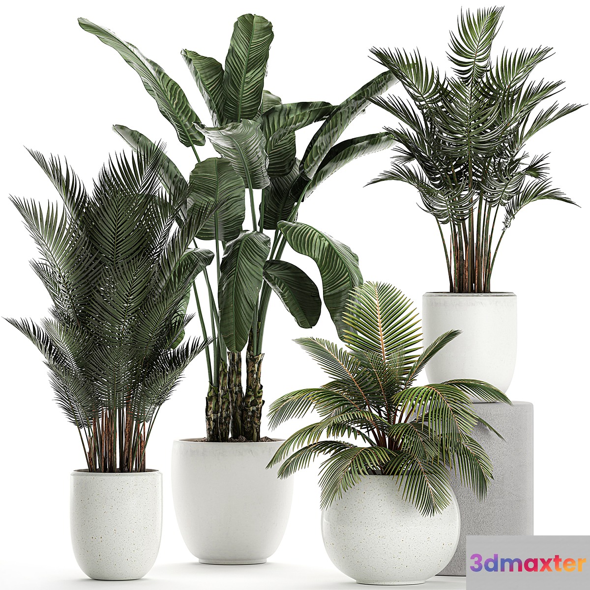 Collection of small palm plants in white pots with banana palm hovea coconut strelitzia. Set 674. - No.3