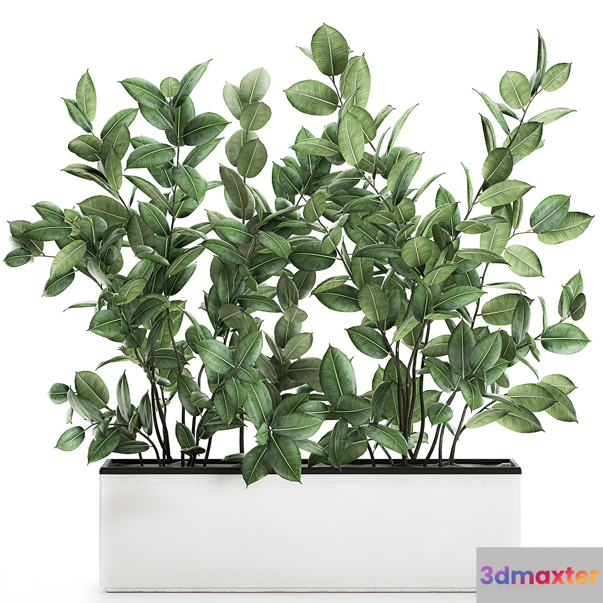 Plant Ficus elastica 675. Thickets ornamental tree white pot flowerpot Scandinavian style bushes