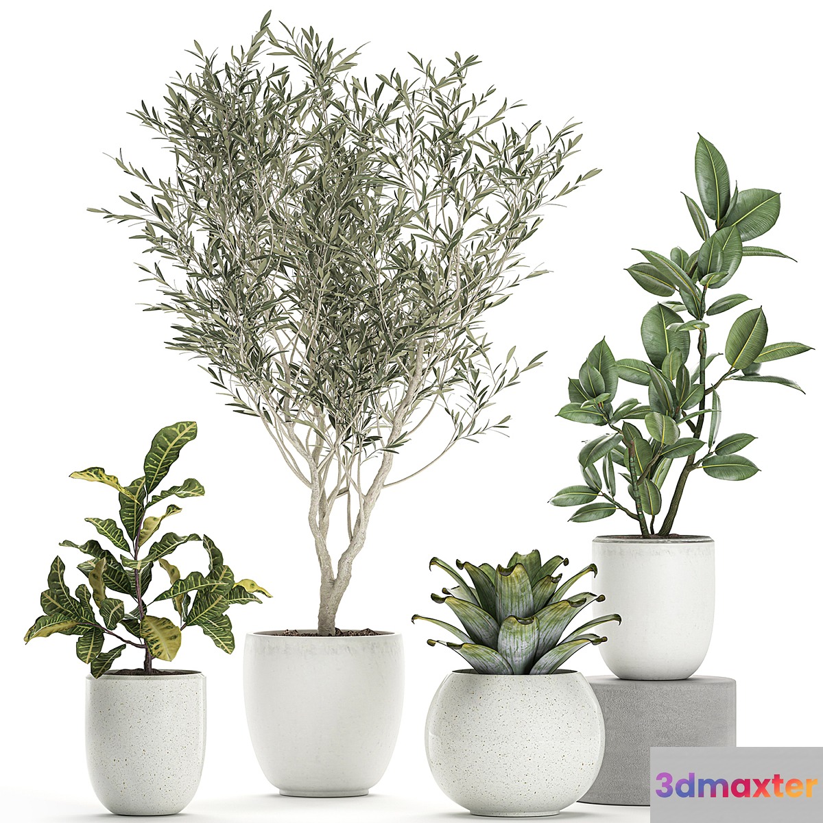 Collection of small ornamental plants in white pots with Olive tree ficus croton bromelia sapling. Set 676 - No.3