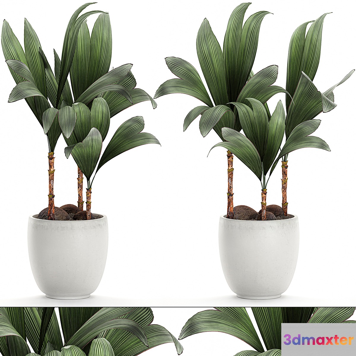 Exotic small flower coconut nutsifera in a white pot Coconut palm mini. Set 679. 3D Max