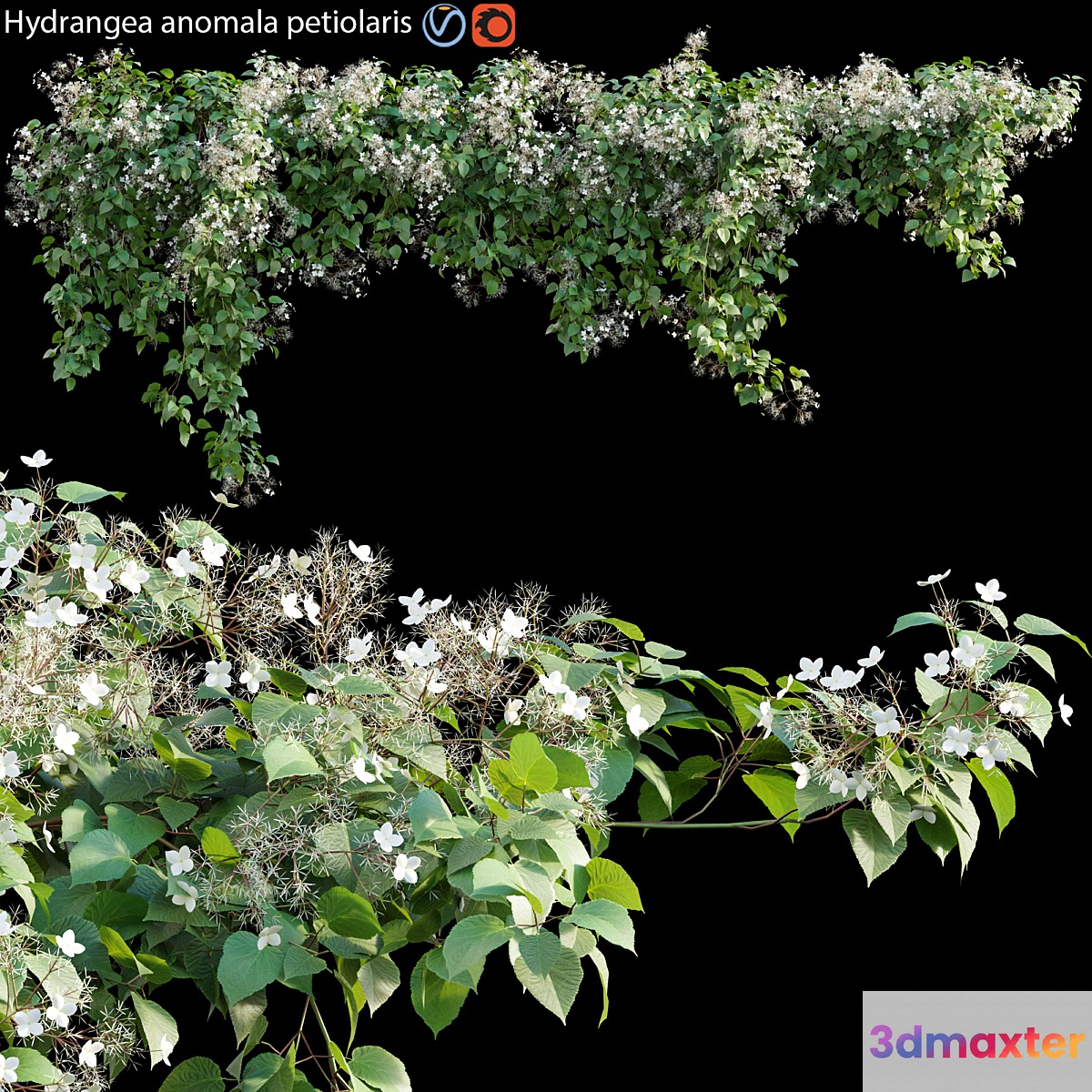 Hydrangea anomala petiolaris - Climbing Hydrangea 01 - No.2