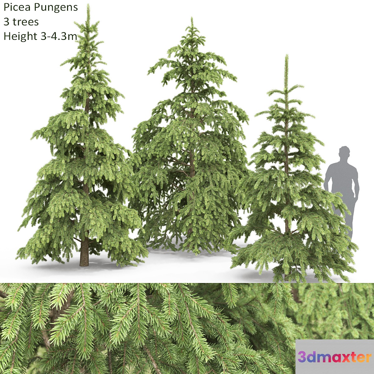 Spruce - No.4 3D Max