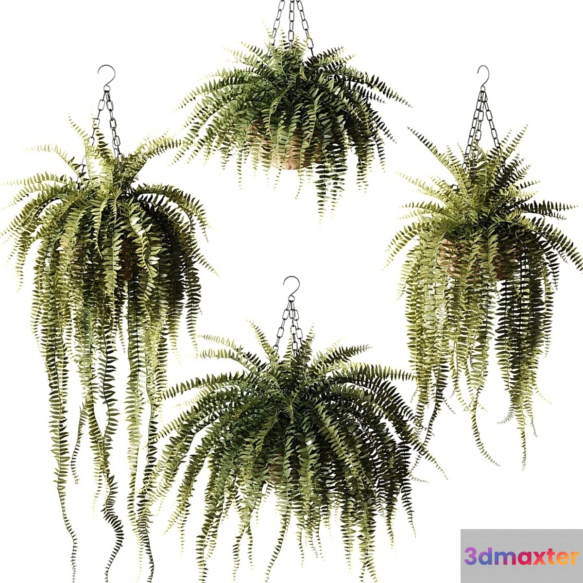 Ampel plants Nephrolepis sublime in wicker hanging pots 3D Max