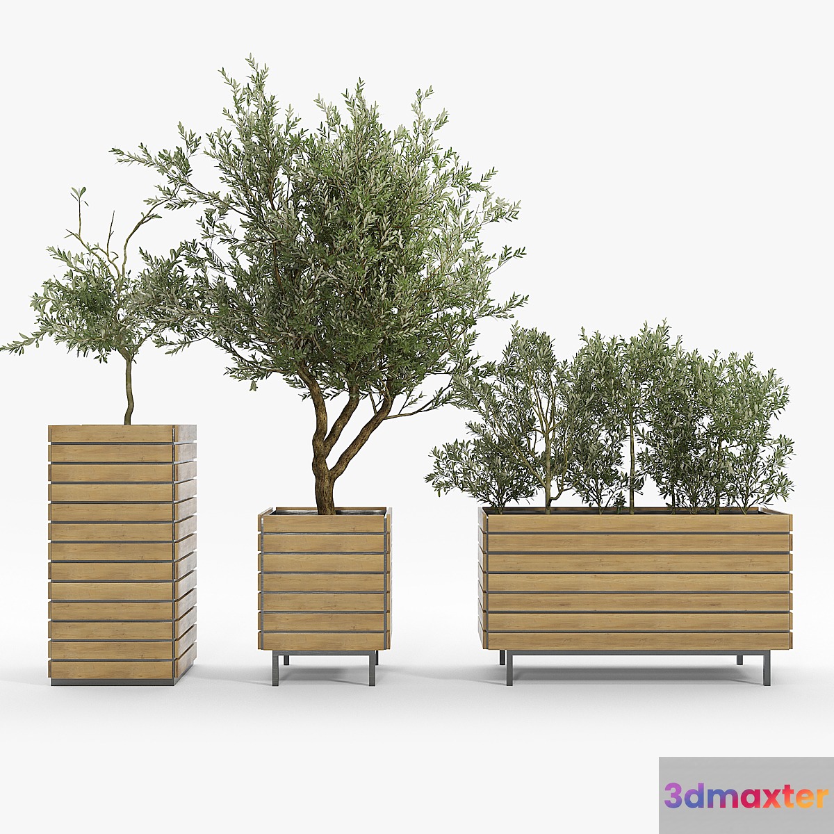 jasper rectangle planter Olea europaea 3D Max