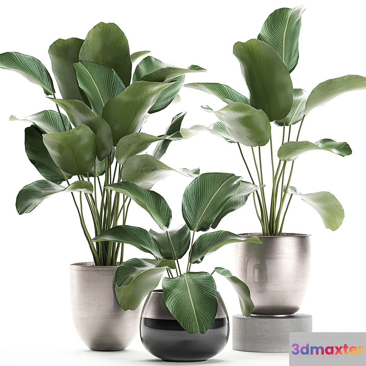 A collection of beautiful small exotic plants in a pot of Kalatea lutea. Set 683.