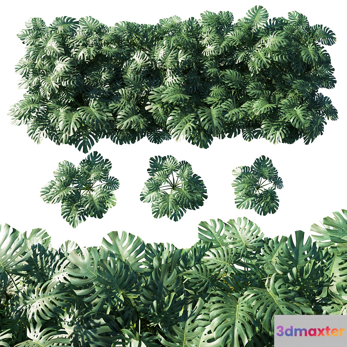 Vertical garden_ Monstera deliciosa