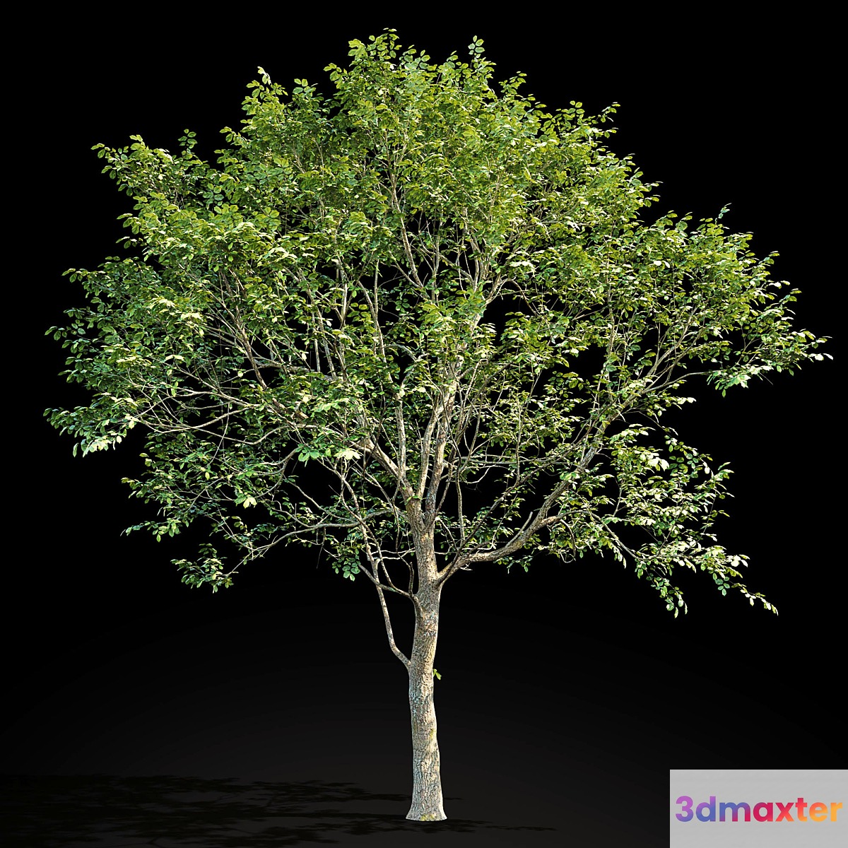 Elm (Elm) 8 m - No.3