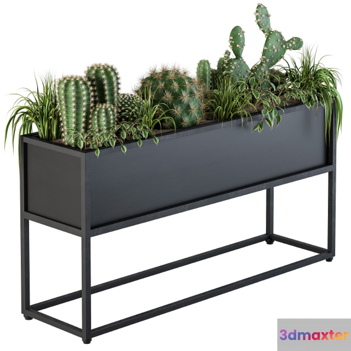 Indoor Plants Box Cactus