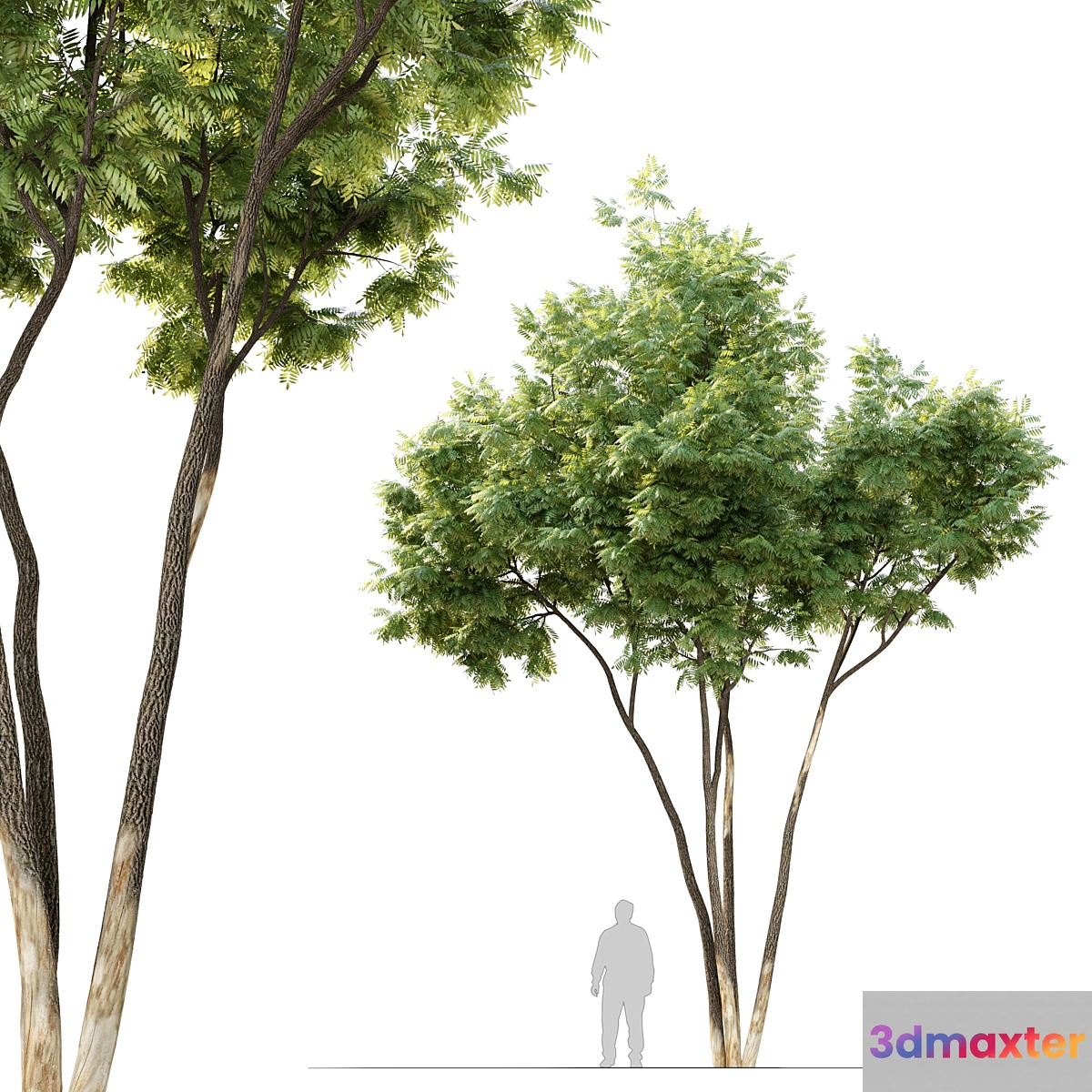 Ash tree 12 3D Max