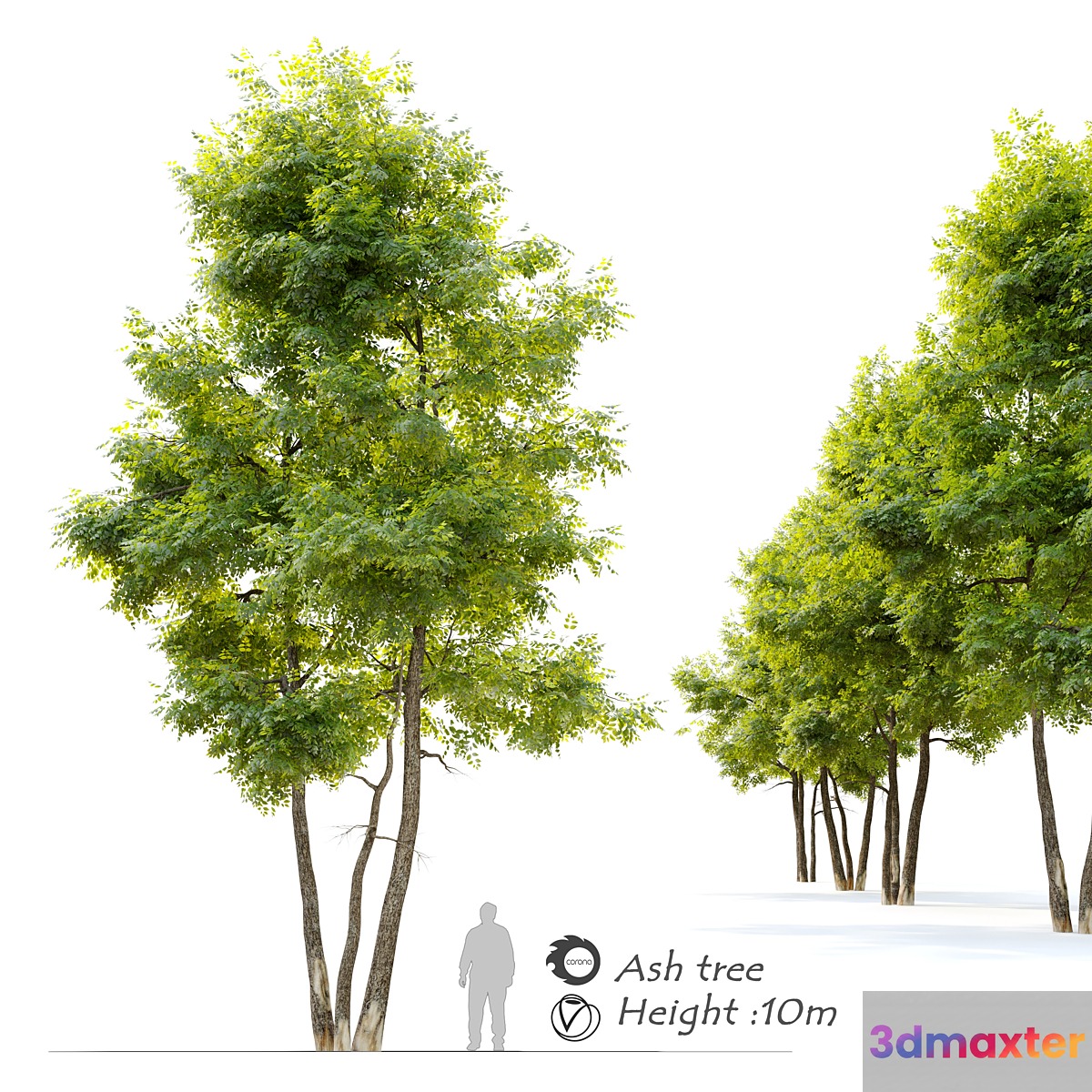 Ash tree 13 3D Max