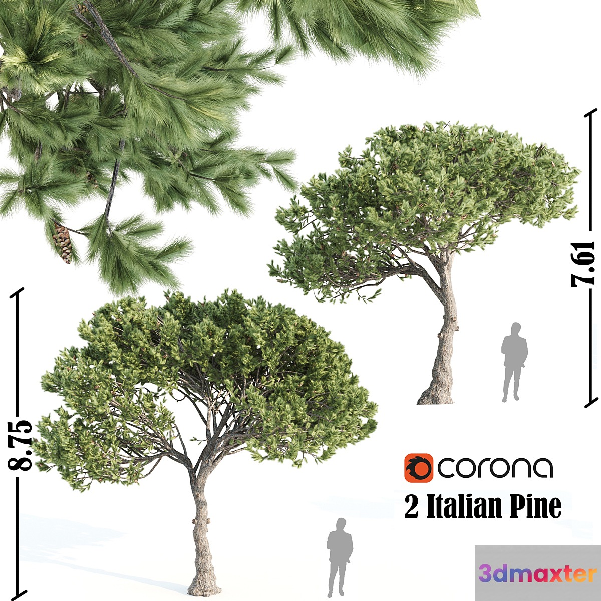 2 Italian pine corona