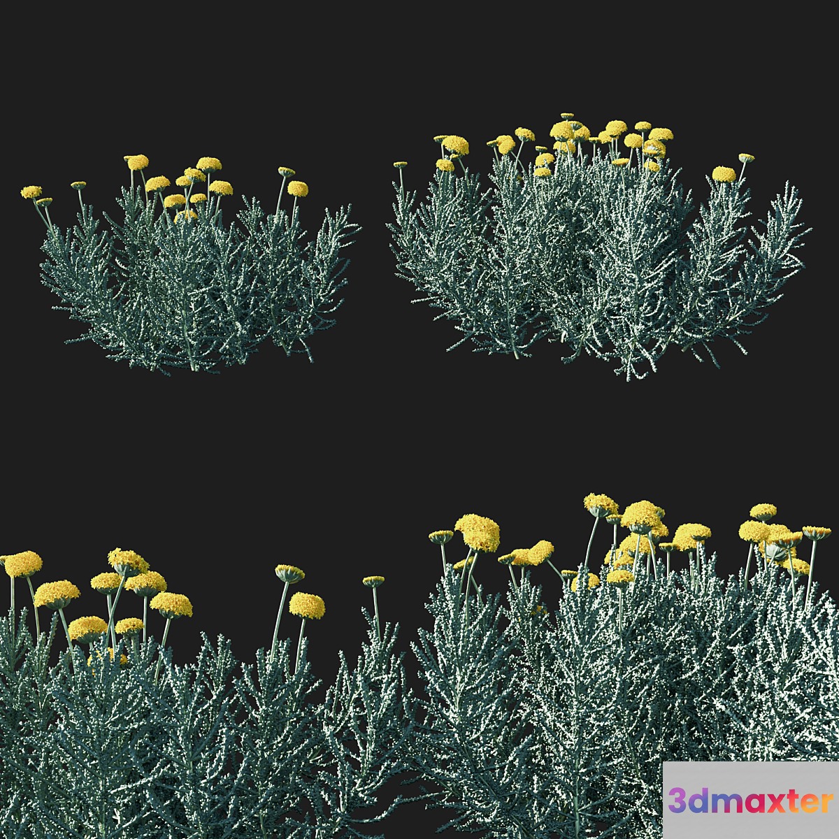 Santolina chamaecyparissus 02