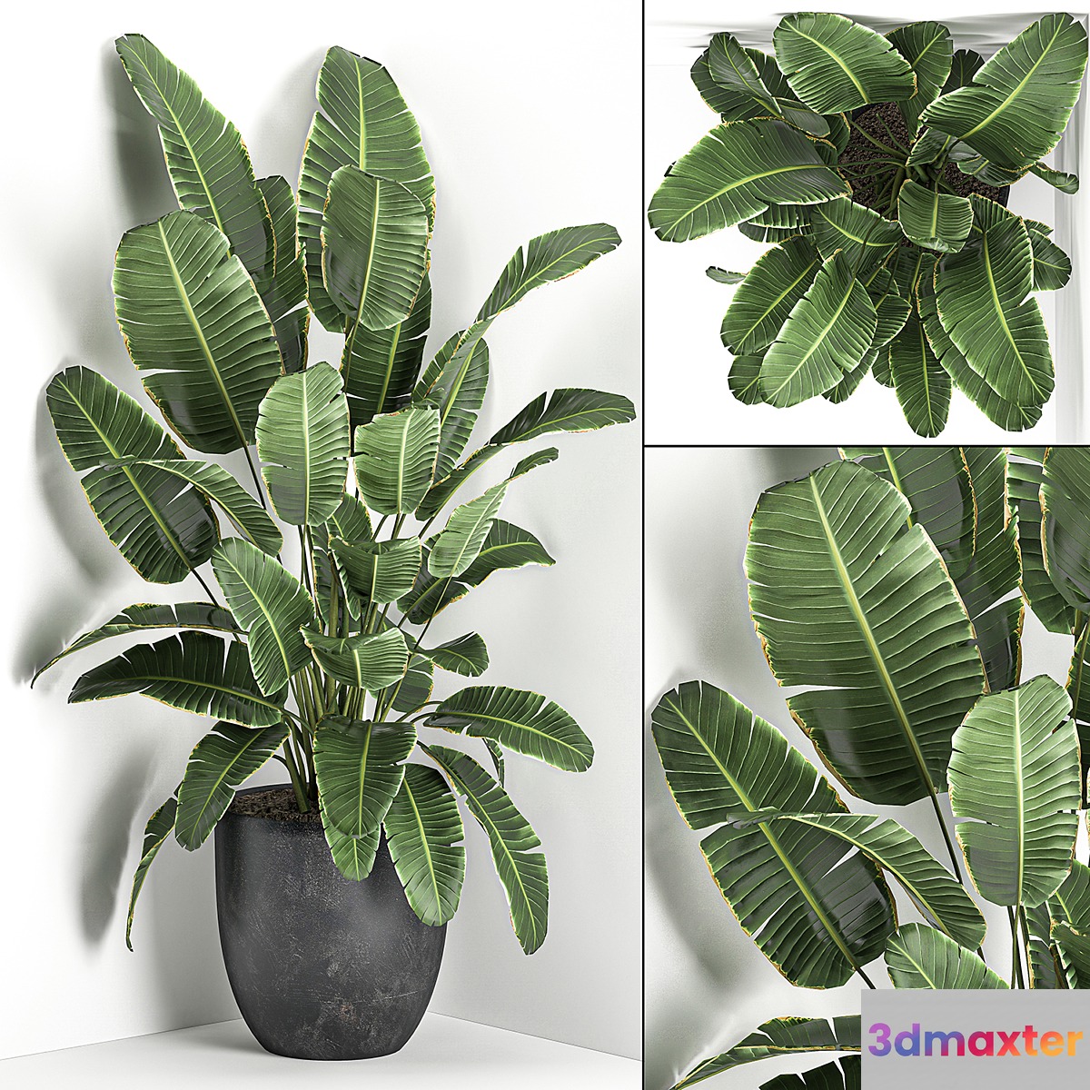 Lush beautiful banana corner palm in a black pot with strelitzia ravenala. Set 685. 3D Max