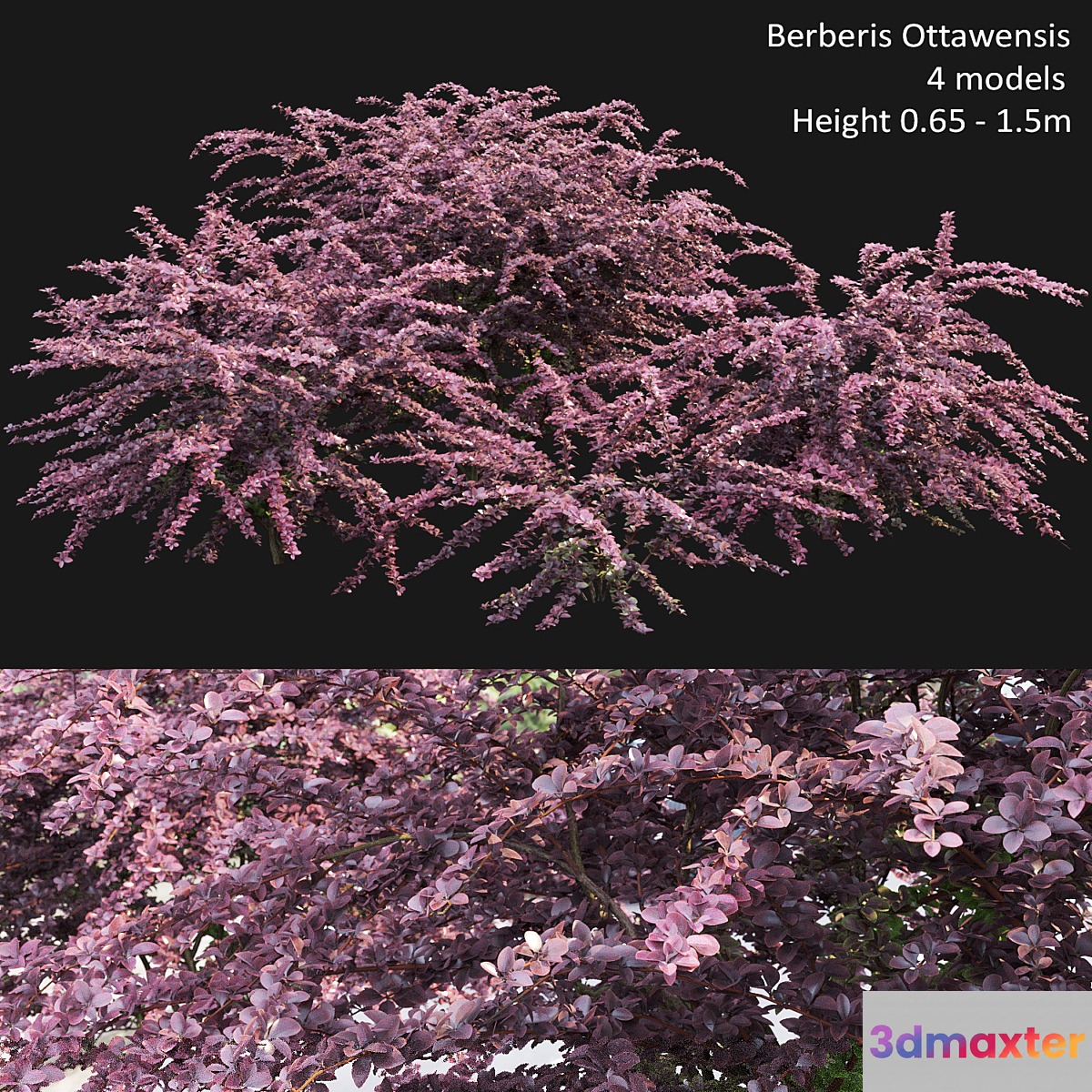 Berberis Ottawensis # 1 3D Max