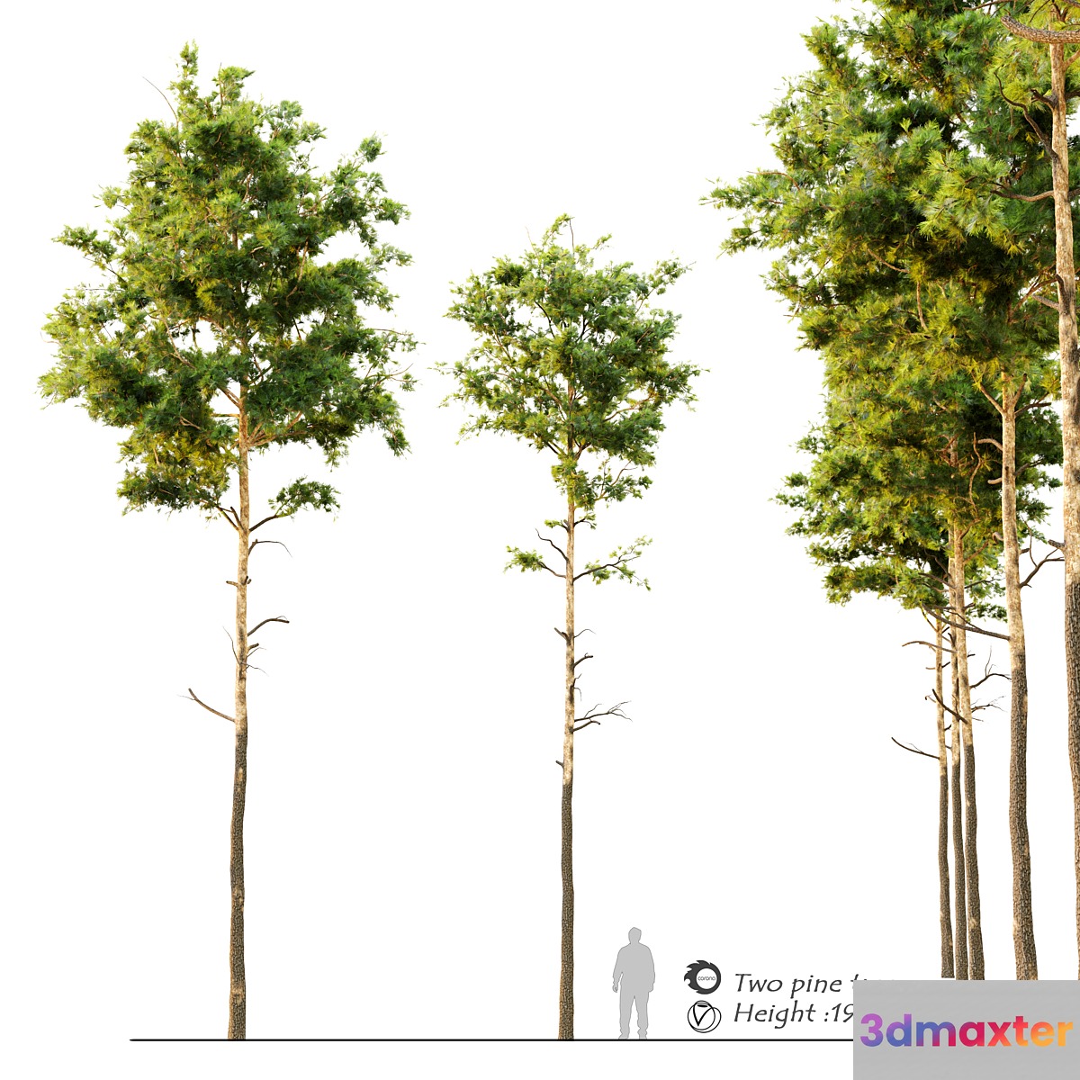 Pine tree_9