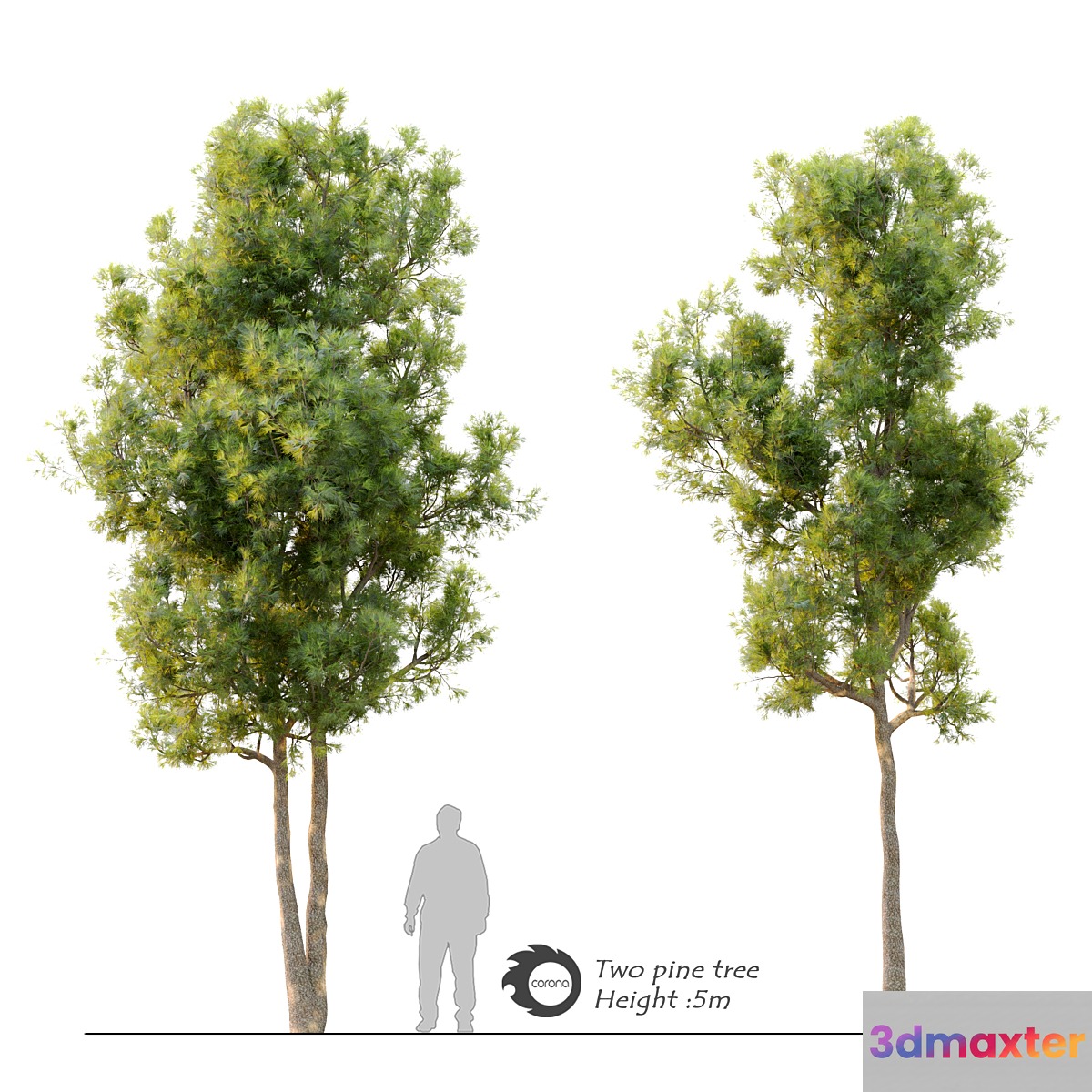Pine tree_10 3D Max