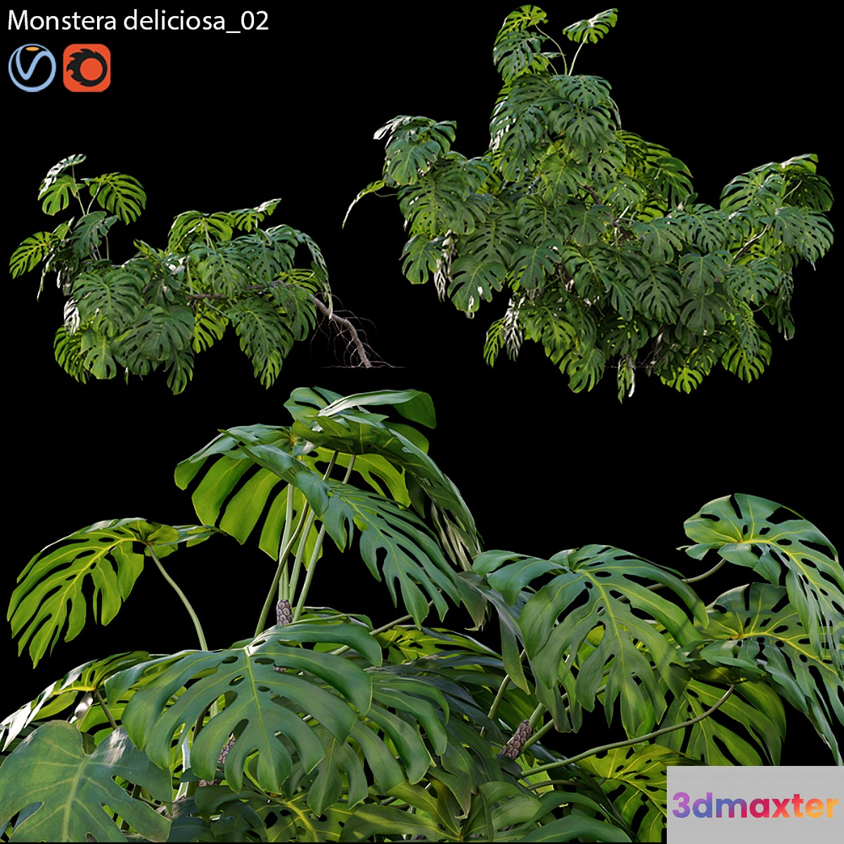 Monstera deliciosa 02