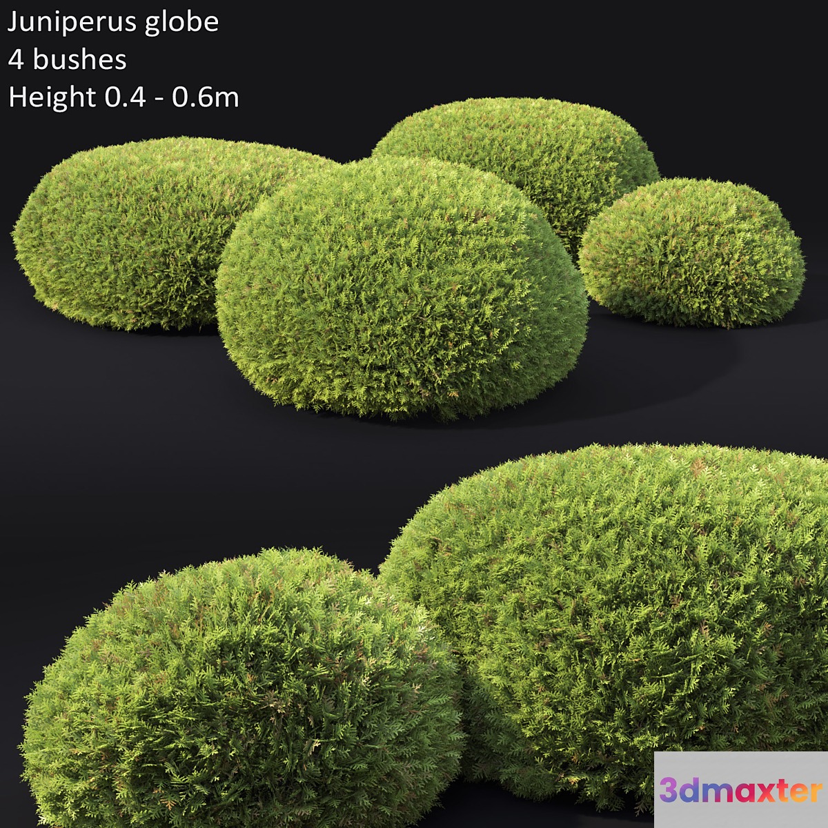 Juniperus Globe