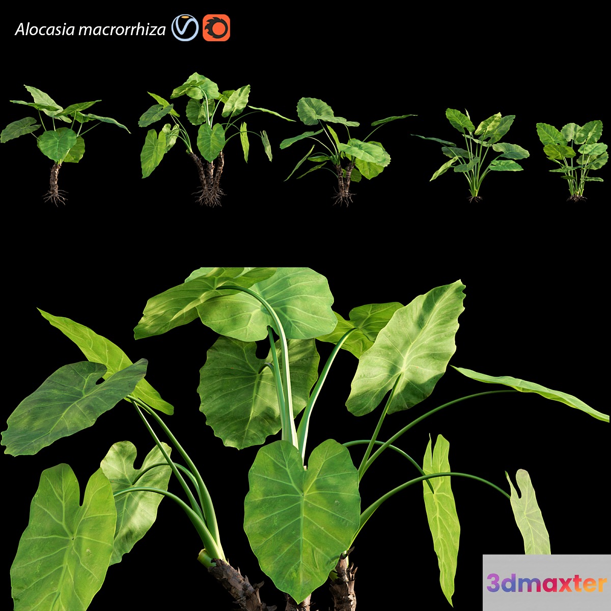 Alocasia macrorrhiza - Elephant Ears 3D Max
