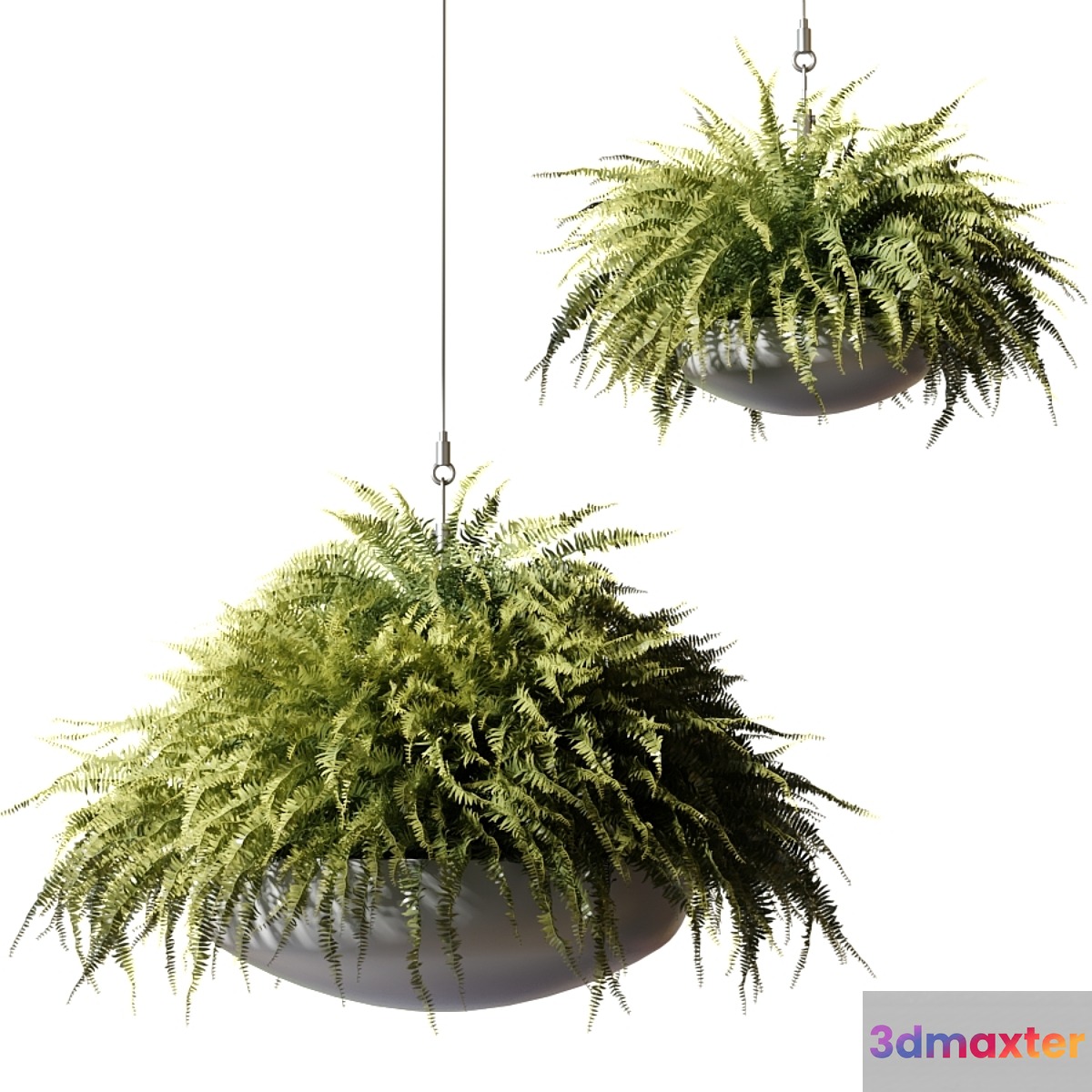Ampelous plants Nephrolepis sublime in gray hanging pots 3D Max